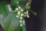 Climbing euonymus